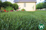 E Book - The Lawn Whisperer's Guide to Cool Season Lawns